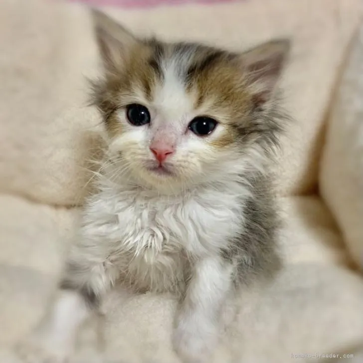 ID:2301-02306の子猫