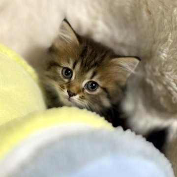 サイベリアン【岐阜県・女の子・2024年8月10日・ブラウンタビー（ふわふわ）】の写真「おめめパッチリちゃん🐤ྀི💞」