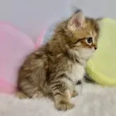 サイベリアン【岐阜県・女の子・2023年7月28日・ブラウンタビー&ホワイト】の写真2「2023/09/10撮影」