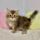 サイベリアン【岐阜県・女の子・2023年7月28日・ブラウンタビー&ホワイト】の写真4「2023/09/10撮影」