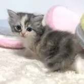 サイベリアン【岐阜県・女の子・2024年10月25日・ダイリュートキャリコ】の写真5