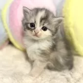 サイベリアン【岐阜県・女の子・2024年10月25日・ダイリュートキャリコ】の写真10