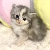 サイベリアン【岐阜県・女の子・2024年10月25日・ダイリュートキャリコ】の写真11