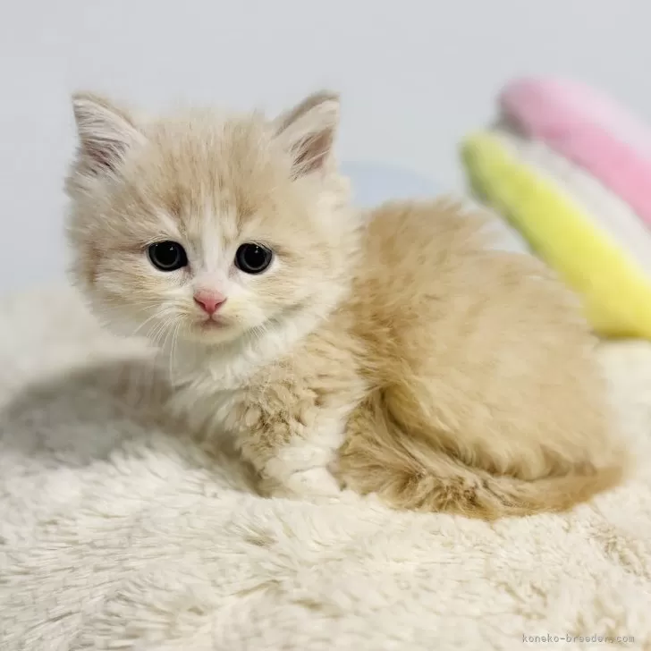 ID:2412-01917の子猫