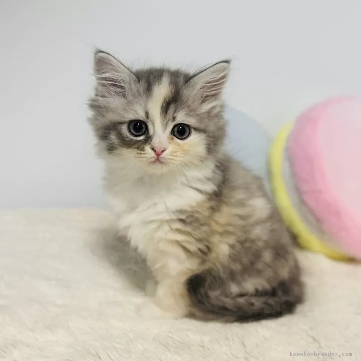 ID：2411-02141の子猫