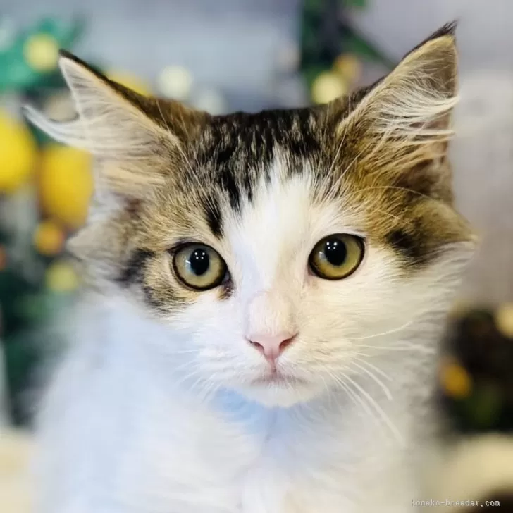 ID：2506-02330の子猫