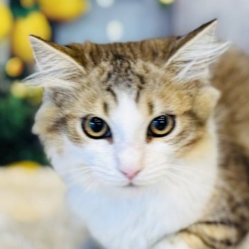 サイベリアン【岐阜県・男の子・2025年4月28日・ブラウンタビー&ホワイト】の写真「おめめぱっちり❣️ハチワレくん💖」