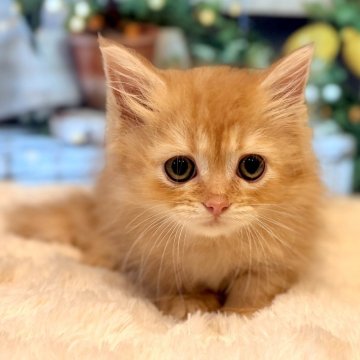 ミヌエット(短足)【岐阜県・男の子・2025年10月3日・レッドタビー（ロング）】の写真「困り顔のかわいい男の子👦🏻❤️」