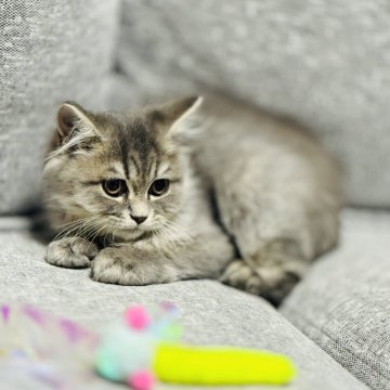 ミヌエット(長足)【岐阜県・男の子・2025年5月7日・ブルーシルバータビー（ロング）】の写真「凛々しいお顔がかわいらしい🩷」