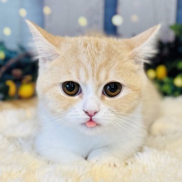 ミヌエット(短足)【岐阜県・女の子・2025年5月7日・クリームタビー&ホワイト（ショート）】の写真「おめめパッチリの激短足ちゃん❣️」