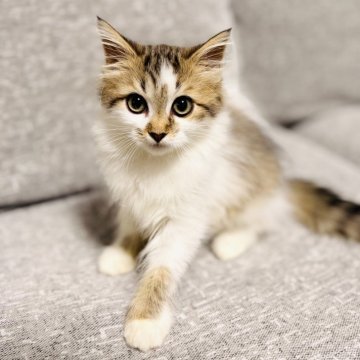 サイベリアン【岐阜県・男の子・2025年8月18日・ブラウンタビー&ホワイト（さらふわ）】の写真「おめめきゅるるんボーイ❤️🩷🧡」