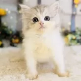 サイベリアン【岐阜県・男の子・2026年1月22日・シルバータビー&ホワイト】の写真1