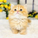 ミヌエット(短足)