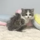 サイベリアン【岐阜県・男の子・2024年11月26日・ブルータビー&ホワイト】の写真5