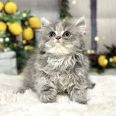 ペルシャ【岐阜県・女の子・2025年4月5日・ブルースモーク】の写真2