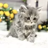 ペルシャ【岐阜県・女の子・2025年4月5日・ブルースモーク】の写真4