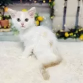 サイベリアン【岐阜県・男の子・2025年2月19日・クリーム&ホワイト】の写真4