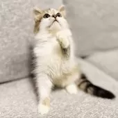 サイベリアン【岐阜県・男の子・2025年8月18日・ブラウンタビー&ホワイト】の写真4