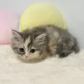 サイベリアン【岐阜県・女の子・2024年10月25日・ダイリュートキャリコ】の写真6