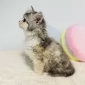 サイベリアン【岐阜県・女の子・2024年10月25日・ダイリュートキャリコ】の写真7