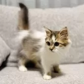 サイベリアン【岐阜県・男の子・2025年8月18日・ブラウンタビー&ホワイト】の写真8