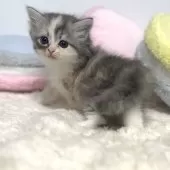 サイベリアン【岐阜県・女の子・2024年10月25日・ダイリュートキャリコ】の写真8