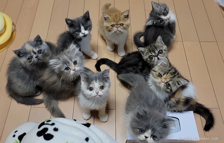 子猫ちゃん｜小島　里沙(こじま　りさ)ブリーダー(長野県・エキゾチックショートヘアなど・CFA/MFCC登録)の紹介写真5