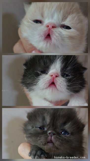 小島里沙ブリーダーのブログ：🍓子猫🍓お迎え🐈🐈‍⬛
