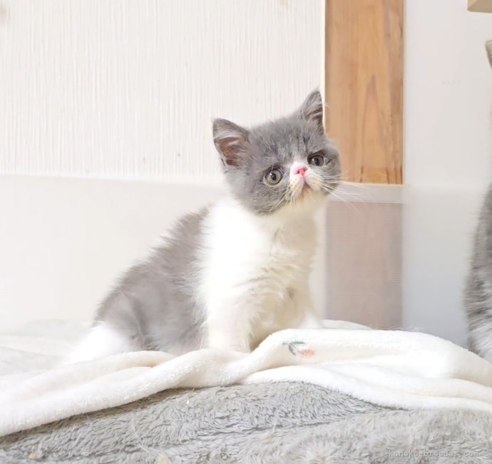 小島里沙ブリーダーのブログ：🩷素敵なご縁＆🐈おたより＆日常🐖