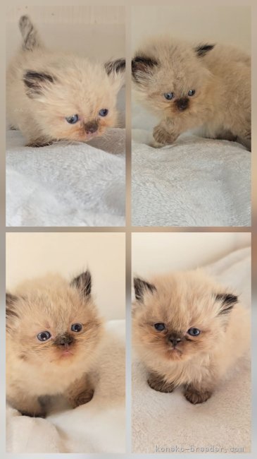 小島里沙ブリーダーのブログ：🌿‬日常🌿子猫情報🐱