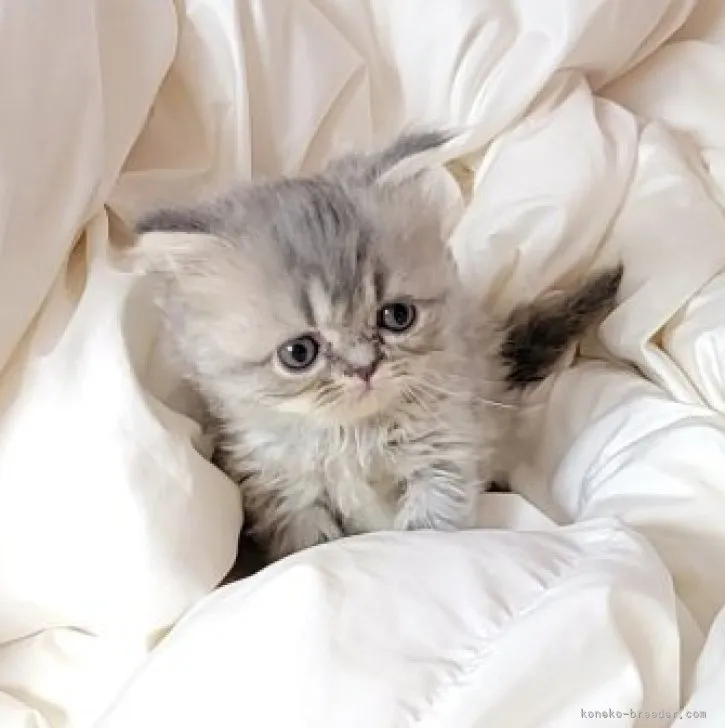 ID：2307-02627の子猫