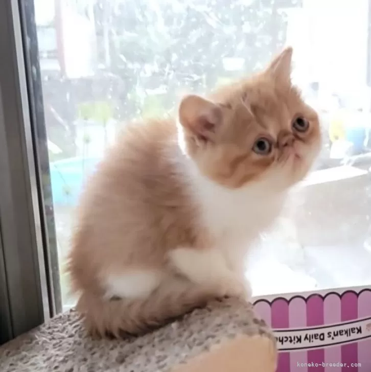 ID:2410-02132の子猫