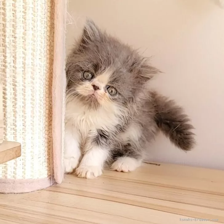 ID:2410-01625の子猫