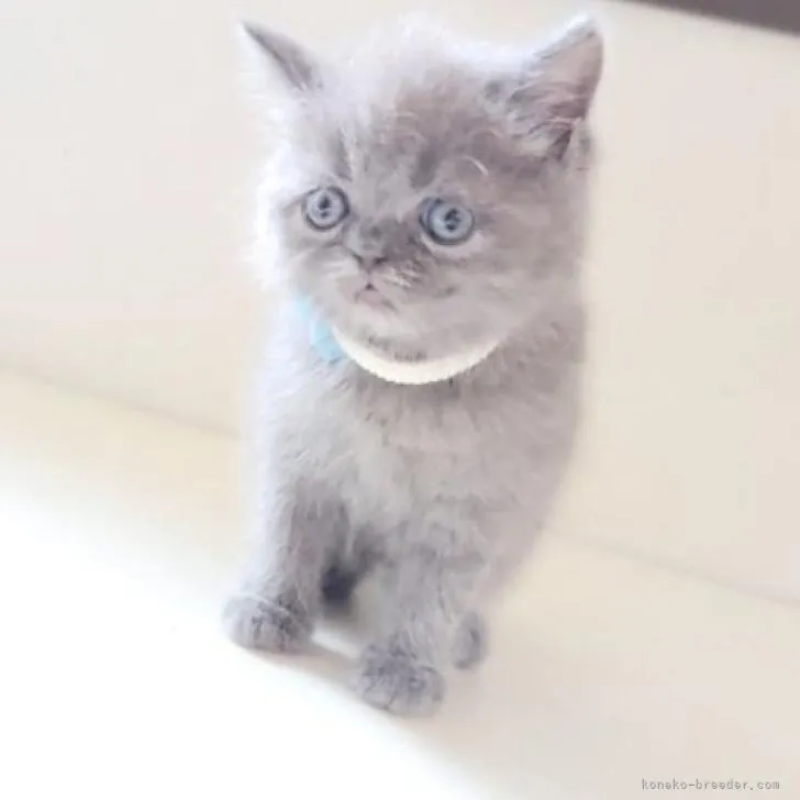 ID:2208-02553の子猫