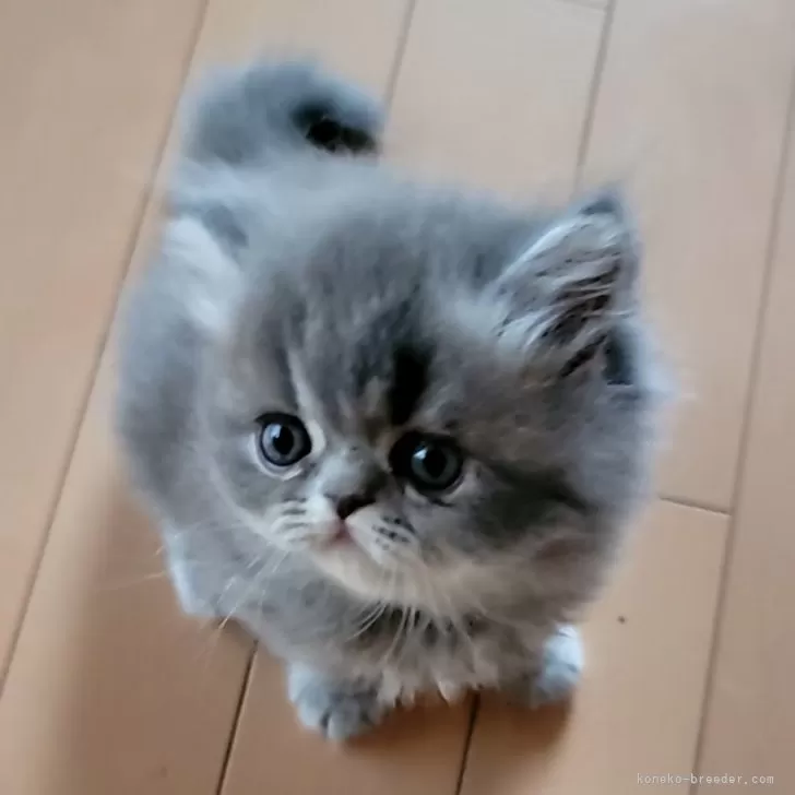 ID:2408-00272の子猫