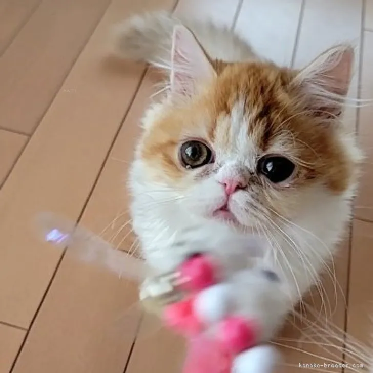 ID：2311-02664の子猫