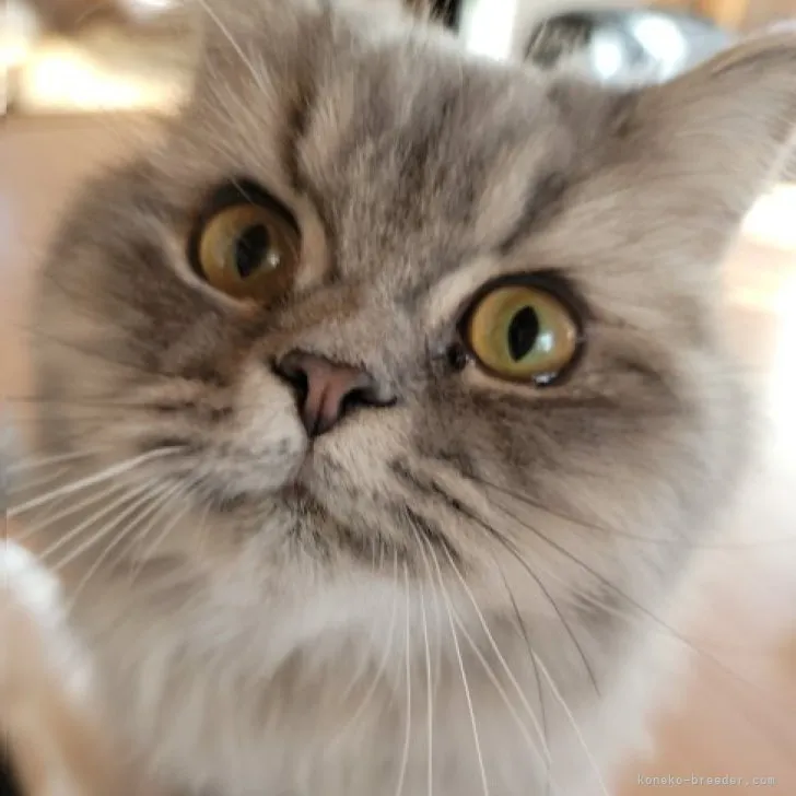 ID:2305-01200の子猫