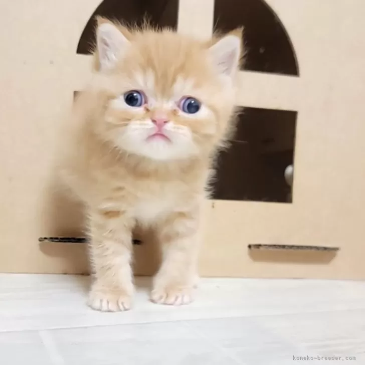 ID:2411-01893の子猫