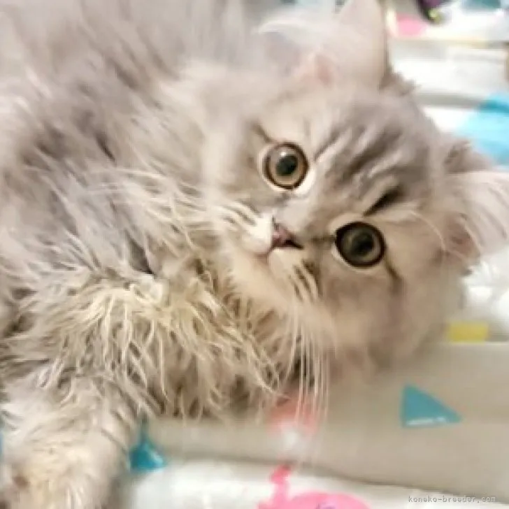 ID：2305-01198の子猫