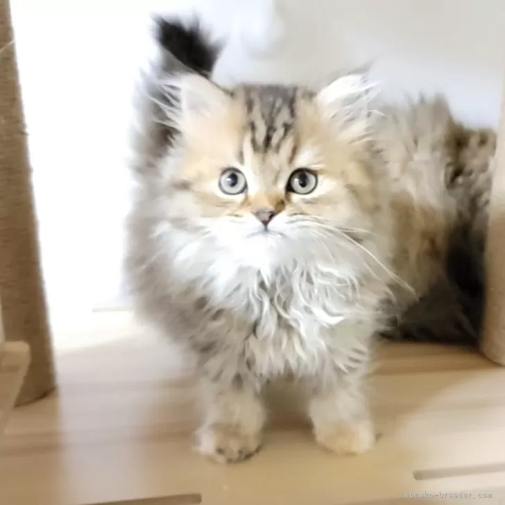 ID:2401-01564の子猫