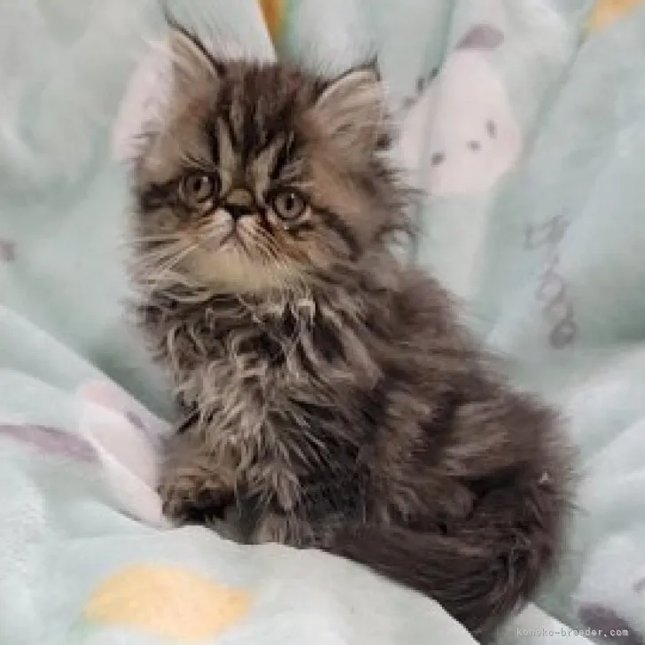 ID：2303-02013の子猫