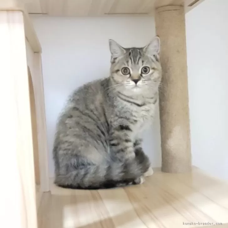 ID:2406-01373の子猫