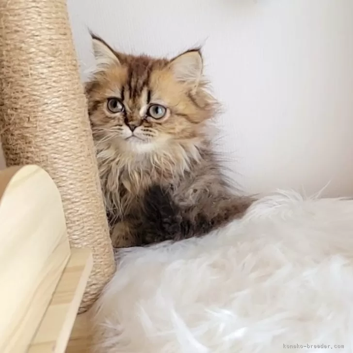 ID：2403-01270の子猫