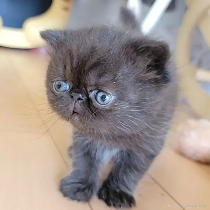 イハラ 様のお迎えした子猫
