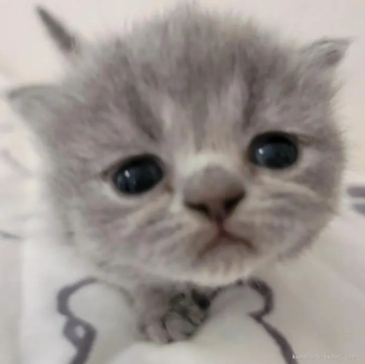 ID：2207-03037の子猫