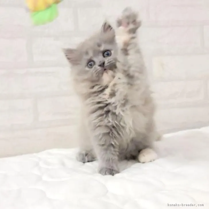 ID:2211-01674の子猫