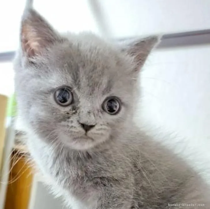 ID：2208-01363の子猫