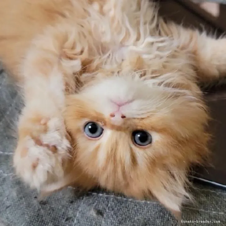 あゆみ 様のお迎えした子猫
