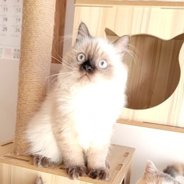 ヒマラヤン【長野県・女の子・2024年5月11日・シールポイント】の写真「可愛い女の子😌」