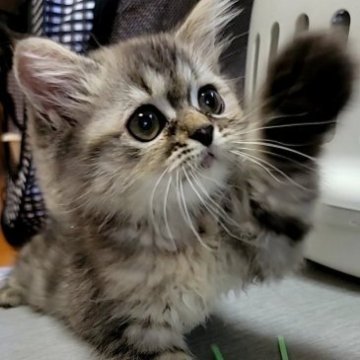 ミヌエット(長足)【長野県・女の子・2023年5月9日・ブラウンタビー（セミロング）】の写真「♥愛嬌たっぷりミヌエットちゃん♥」